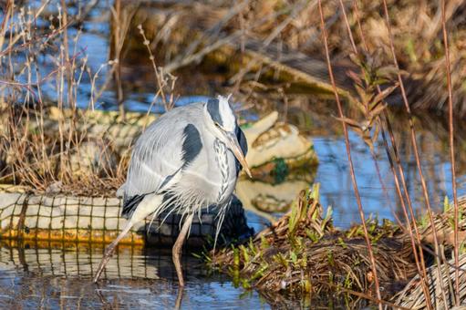 冬の水辺に佇むアオサギ 冬の水辺に佇むアオサギ アオサギ,鳥,野鳥の写真素材