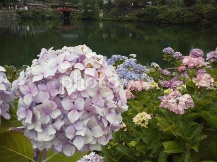 紫陽花庭園 紫陽花,庭園,アジサイの写真素材