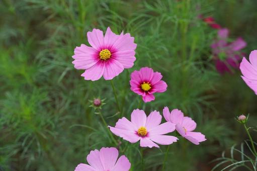 コスモス便り2025 花,コスモス,秋桜の写真素材