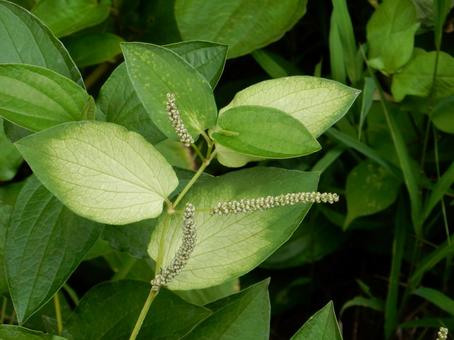 [Flower Photo] Pinctada gracilis, JPG