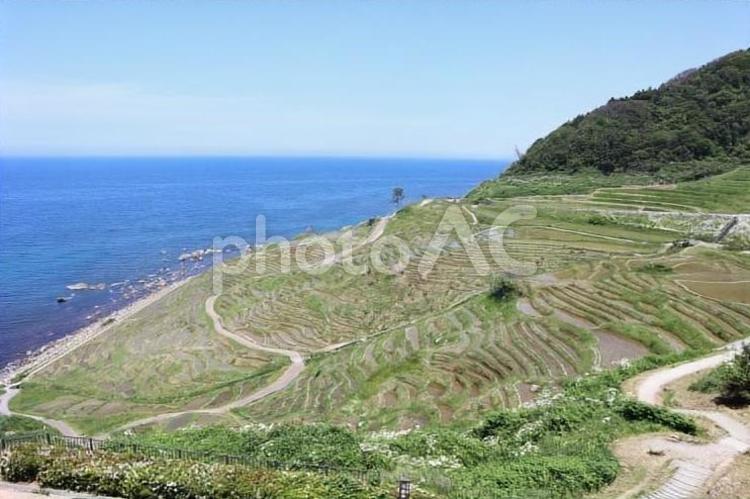 白米千枚田（輪島市） 千枚田,輪島市,日本海の写真素材