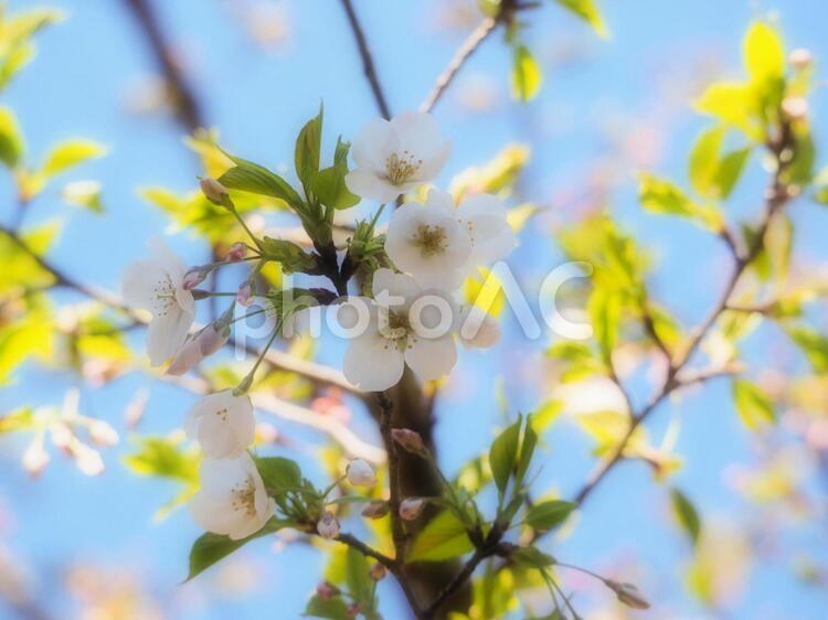 花と葉と蕾のヤマザクラ 桜,山桜,ヤマザクラの写真素材