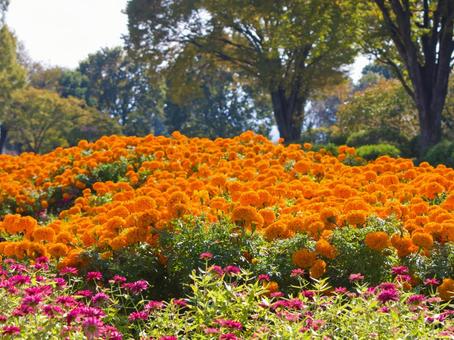 オレンジのマリーゴールドの庭園 花,マリーゴールド,秋の写真素材
