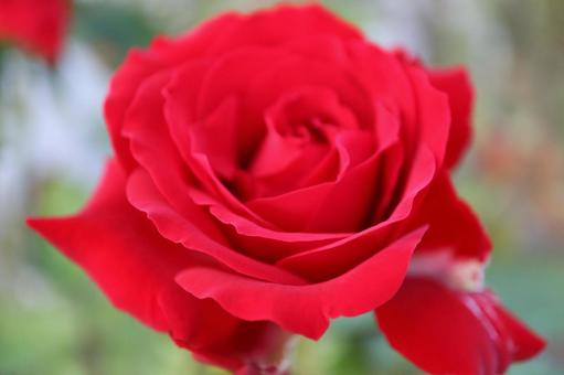 バラ園にて赤い薔薇を撮った写真です バラ園にて赤い薔薇を撮った写真ですの写真