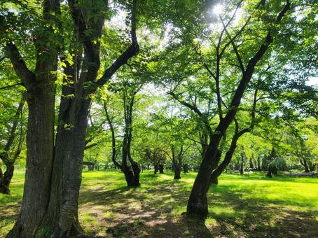 木々 木々の写真