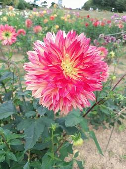 世羅高原の赤いダリア ダリア,花,植物の写真素材