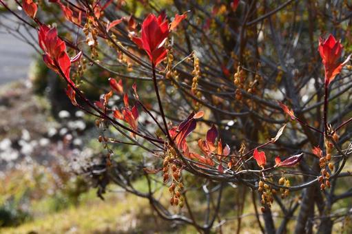 サラサドウダンの枝 紅葉,サラサドウダン,ドウダンツツジの写真素材