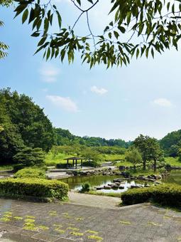 緑の多い公園 緑の多い公園 空,公園,池の写真素材