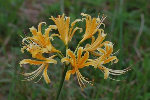[Photo of cluster amaryllis] Scenery of cluster amaryllis blooming, JPG