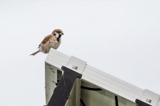 スズメの若鳥⑴ スズメの若鳥⑴ 鳥,スズメ,若鳥の写真素材
