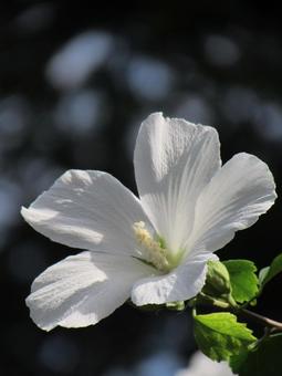 真白なムクゲb ムクゲ,木槿,白い花の写真素材