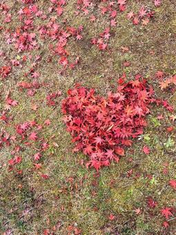 ハートの紅葉 ハートの紅葉の写真