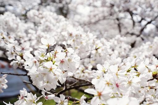 満開の桜の花2の写真