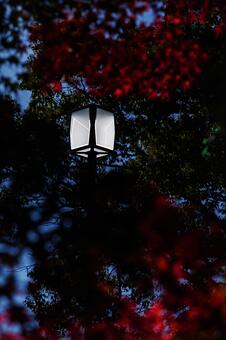 ポールライト ポールライト,公園灯,街路灯の写真素材