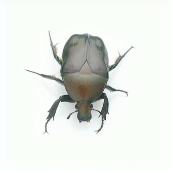 カナブン カナブンの写真