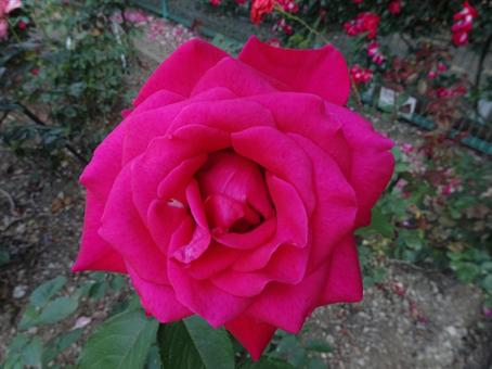 薔薇 薔薇の写真
