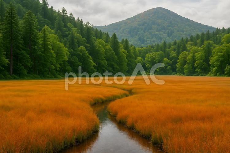 草紅葉の渓流と原生林 草紅葉,原生草原,森林の写真素材