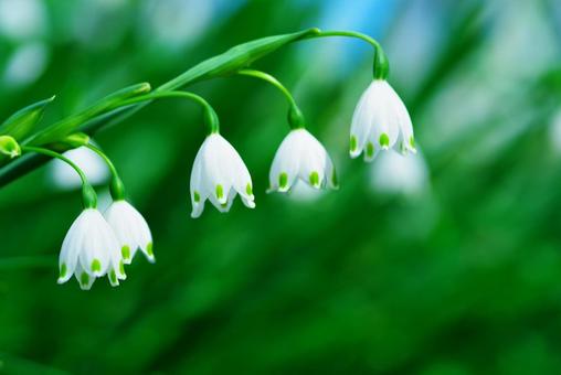 Snowflake Lily of the Valley Daffodil, JPG
