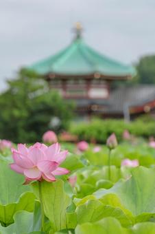 Lotus, JPG Lotus, JPG