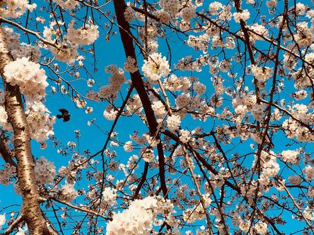 桜を見上げる 桜を見上げるの写真