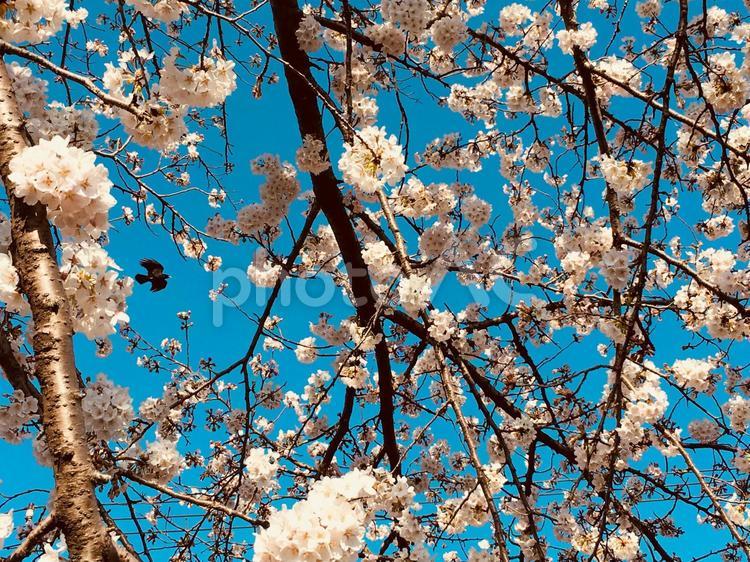 桜を見上げる 風景,青空,桜の写真素材