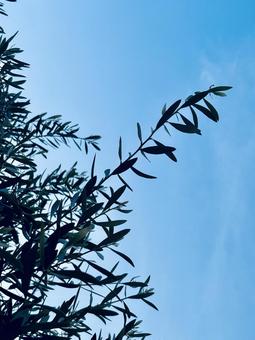Photo, olive, plant, natural, 