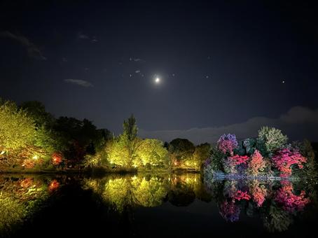 中島公園の夜景シリーズ07 紅葉,もみじ,池の写真素材