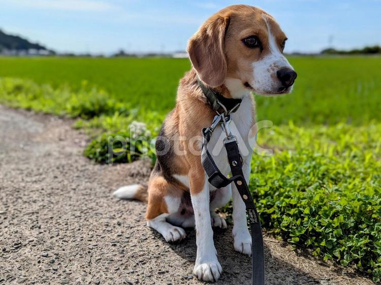 ビーグルの子犬と田園風景 犬,ビーグル,beagleの写真素材