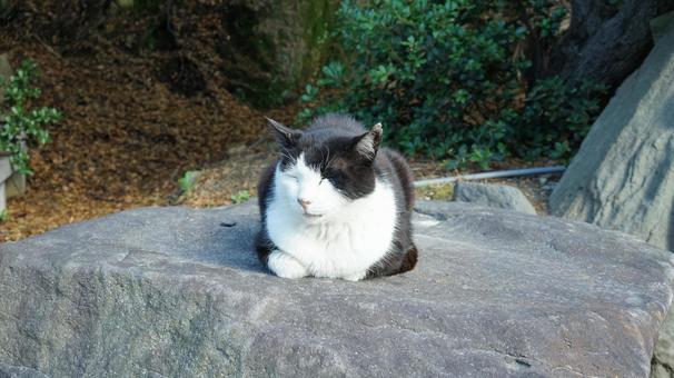 岩の上のねこ 岩の上のねこの写真