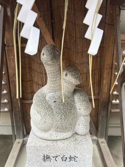 「撫で白蛇」寄り添う白蛇 「撫で白蛇」寄り添う白蛇 蛇窪神社,撫で白蛇,白蛇の写真素材