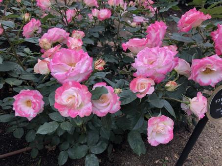 たくさんのピンクの薔薇 たくさんのピンクの薔薇 薔薇,ピンクの薔薇,バラ園の写真素材
