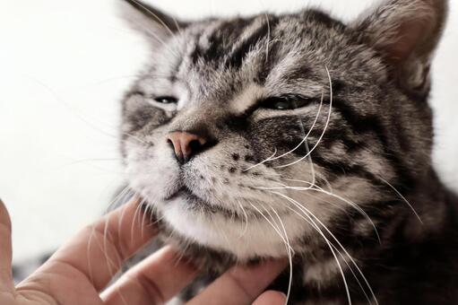 うっとり〜1 猫,猫画像,アップの写真素材