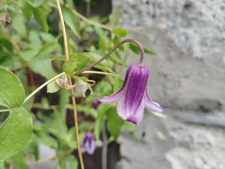 クレマチス　ロウグチの写真