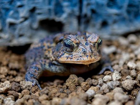 ナンブヒキガエルのアップ ナンブヒキガエルのアップ ナンブヒキガエル,動物,自然の写真素材