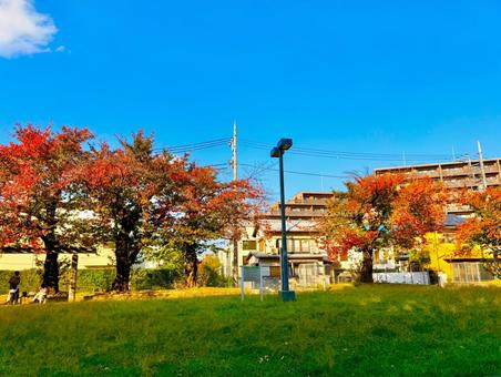 住宅街の公園と紅葉の木々 青空,空,ブルースカイの写真素材