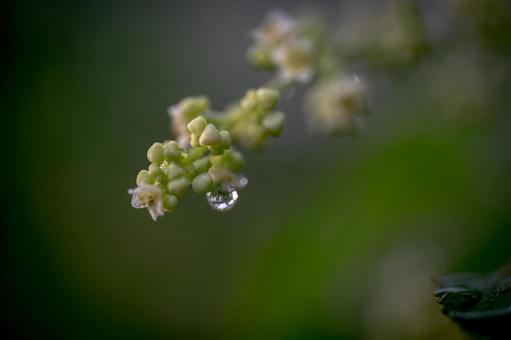 水滴 水滴の写真