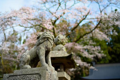 Guardian lion and cherry blossoms, JPG Guardian lion and cherry blossoms, JPG