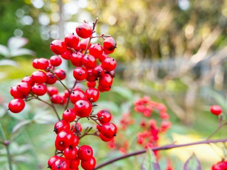 赤い実が鮮やかに色づく秋の植物 赤い実,実り,果実の写真素材