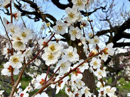 早春に咲く梅 早春に咲く梅 梅,ウメ,花の写真素材