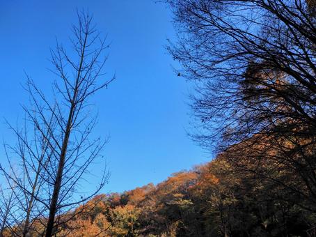 秋の子どもの森公園・木々の紅葉（飯能市）の写真