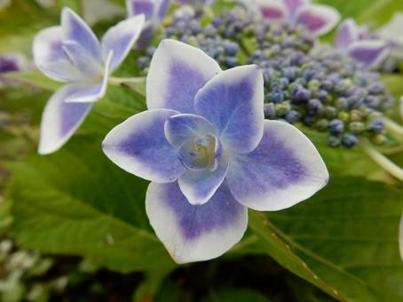 [Flower photo] Hydrangea flower, JPG