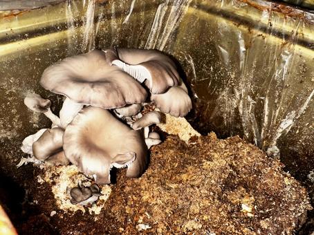 舞茸 舞茸の写真