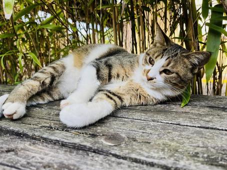 ベンチでゴロゴロしてた猫 動物,癒し,生き物の写真素材
