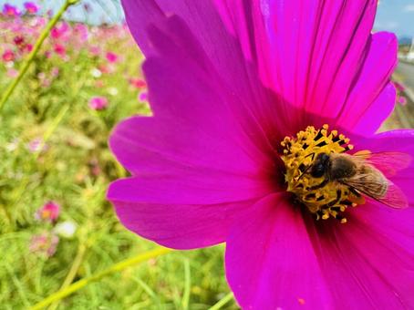 コスモス　コスモスパーク コスモス,秋桜,あきざくらの写真素材