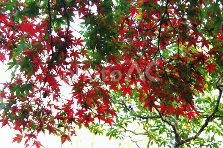 日本の紅葉　須賀川牡丹園 紅葉,日本,須賀川牡丹園の写真素材
