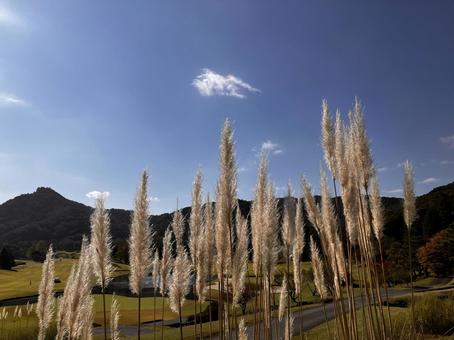 秋空ゴルフ３ ゴルフ,ゴルフコース,ススキの写真素材