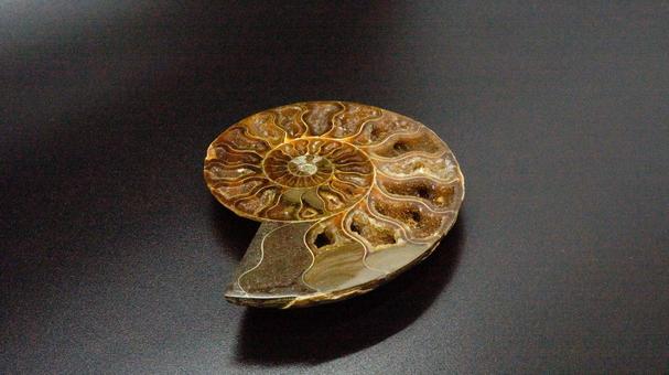 アンモナイト化石の写真