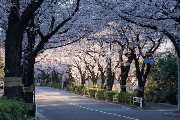 桜並木 桜並木,かむろ坂,品川区の写真素材