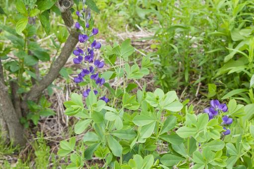 Purple bush (Baptisia), JPG