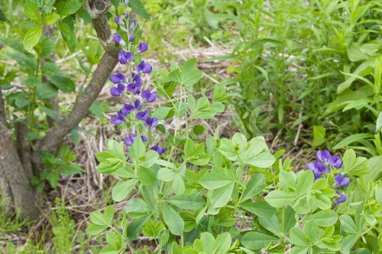 ムラサキセンダイハギ（バプティシア） 花,ムラサキセンダイハギ,バプティシアの写真素材